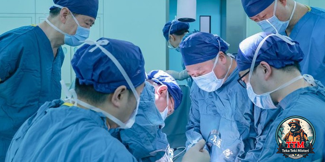 Transplantasi 1 Paru-Paru Babi ke Manusia Berhasil di Cina