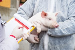 Transplantasi 1 Paru-Paru Babi ke Manusia Berhasil di Cina
