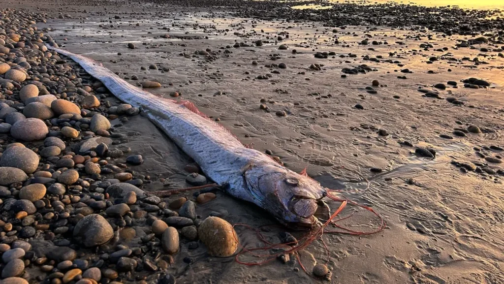 Ikan Oarfish: Mitos Kiamat vs Fakta Ilmiahnya!