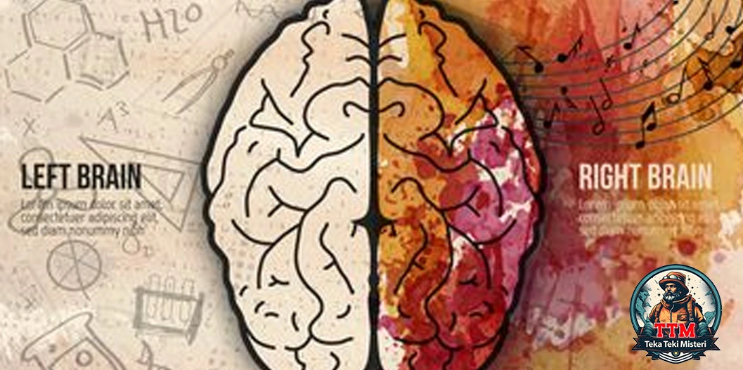 Otak Kanan vs Otak Kiri: Mitos vs Fakta Perlu Kamu Tahu